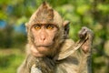 Portrait of monkey in the wild Royalty Free Stock Photo