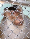 Portrait of a monkey in a zoo cage. Royalty Free Stock Photo