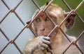 Portrait of a monkey in a zoo cage. Royalty Free Stock Photo