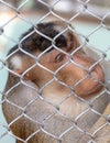 Portrait of a monkey in a zoo cage. Royalty Free Stock Photo