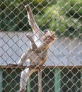 Portrait of a monkey in a zoo cage. Royalty Free Stock Photo