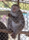 Portrait of a monkey in a zoo cage. Royalty Free Stock Photo