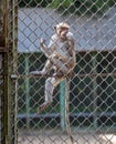 Portrait of a monkey in a zoo cage. Royalty Free Stock Photo