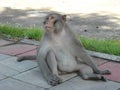 Portrait of monkeys around Udon Thani, in North East Thailsn