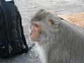 Portrait of monkeys around Udon Thani, in North East Thailsn