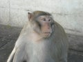 Portrait of monkeys around Udon Thani, in North East Thailsn Royalty Free Stock Photo