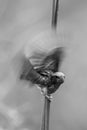 Portrait monochrome of Streaked Weaver