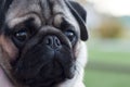 Portrait of an 8 month old pug puppy, cute funny face close up Royalty Free Stock Photo