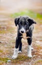 Portrait of 3 months Border Collie puppy