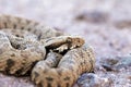 Portrait of Montivipera albicornuta mountain viper snake