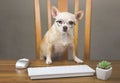 Moody or sleepy chihuahua dog wearing eyeglasses sitting at wooden table with computer keyboard, mouse and cactus