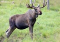 Portrait of a Moose bull (Alces alces) Royalty Free Stock Photo