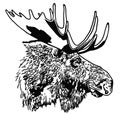 Portrait of moose