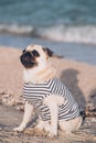 Portrait of a mops dog on the beach Royalty Free Stock Photo