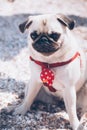 Portrait of a mops dog on the beach Royalty Free Stock Photo