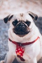 Portrait of a mops dog on the beach Royalty Free Stock Photo