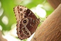 Portrait of Morpho Butterfly with closed wings resting on a tree trunk
