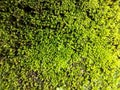 Portrait of moss plants on a rock surface in Indonesia Royalty Free Stock Photo