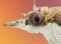 Portrait of a Moth
