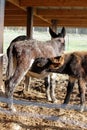 Portrait of mother and baby, black domestic donkeys suckling Royalty Free Stock Photo