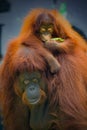 Portrait of Mother and baby Bornean orangutans Royalty Free Stock Photo