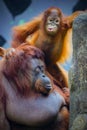 Portrait of Mother and baby Bornean orangutans Royalty Free Stock Photo