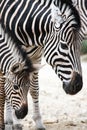 Portrait of mother and baby zebra Royalty Free Stock Photo