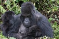 Mother and child in Mountain Gorilla family Rwanda