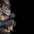 Portrait of mother Chimpanzee with her funny small baby at black