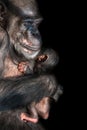 Portrait of mother Chimpanzee with her funny small baby at black Royalty Free Stock Photo