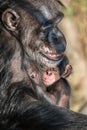 Portrait of mother Chimpanzee with her funny small baby