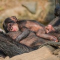 Portrait of mother Chimpanzee with her funny small baby