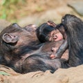 Portrait of mother Chimpanzee with her funny small baby