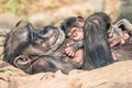 Portrait of mother Chimpanzee with her funny small baby