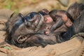 Portrait of mother Chimpanzee with her funny small baby