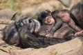 Portrait of mother Chimpanzee with her funny small baby