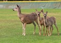 Portrait of a mother deer with two sweet fauns in an open field. Royalty Free Stock Photo