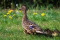 A portrait of a mother or father duck walking around with her small baby ducklings or chicks. The offspring is walking behind the Royalty Free Stock Photo