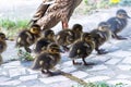 A portrait of a mother or father duck walking around with her small baby ducklings or chicks. The offspring is walking behind the Royalty Free Stock Photo