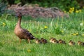 A portrait of a mother or father duck walking around with her small baby ducklings or chicks. The offspring is walking behind the Royalty Free Stock Photo