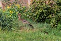 A portrait of a mother or father duck walking around in some tall grass with her small baby ducklings or chicks. The offspring is Royalty Free Stock Photo