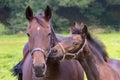 Portrait of mother horse with foal in pasture