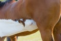 Portrait of mother horse and her breastfeeding foal