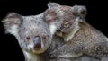 Portrait of a mother koala with a joey on her back Royalty Free Stock Photo