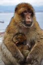 Two apes of Barbary macaques family living at Gibraltar