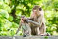 Portrait, The mother monkey or Macaca in the forest park shows love and care for the baby monkey that is not far from her body it Royalty Free Stock Photo