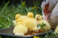 Portrait of mother muscovy duck and group of cute yellow fluffy baby ducklings, animal family concept