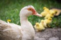 Portrait of mother muscovy duck and group of cute yellow fluffy baby ducklings in background, animal family concept