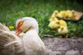 Portrait of mother muscovy duck and group of cute yellow fluffy baby ducklings in background, animal family concept Royalty Free Stock Photo