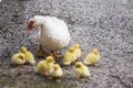 Portrait of mother muscovy duck and group of cute yellow fluffy baby ducklings in background, animal family concept